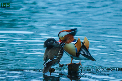 相亲相爱小两口-鸳鸯.jpg 相亲相爱小两口-鸳鸯.jpg