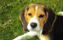 与狗狗有关的英文成语