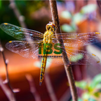 古镇学英语哪家培训机构好点