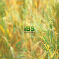 商务英语 国外翻译标准