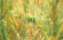 商务英语 国外翻译标准