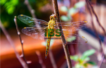 惠州惠城区哪里有学英语的