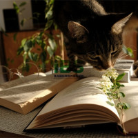 如何选择留学国家与留学城市？