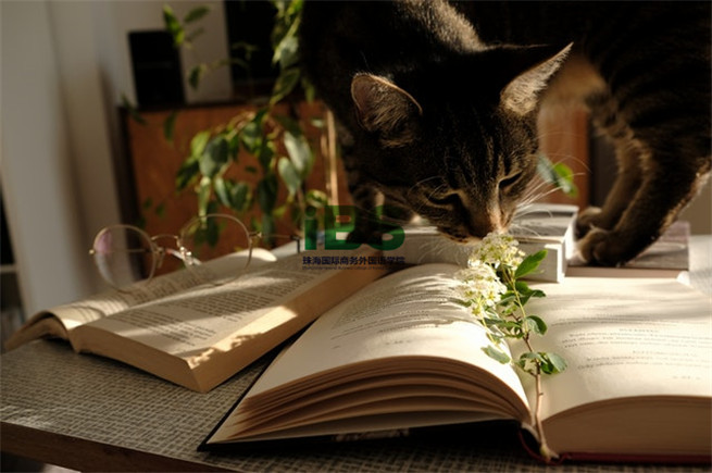 photo-of-cat-standing-on-top-of-a-book-2383122.jpg