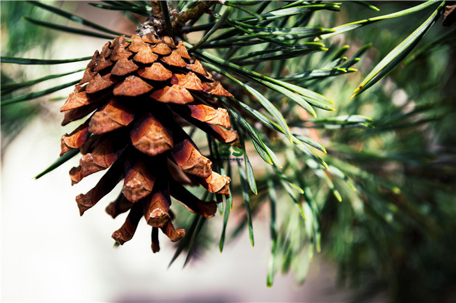 close-up-photo-of-brown-pinecone-1021615.jpg