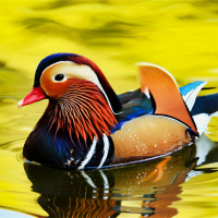 “鸳鸯”英文怎么说？你知道鸳鸯的英文名是什么吗？