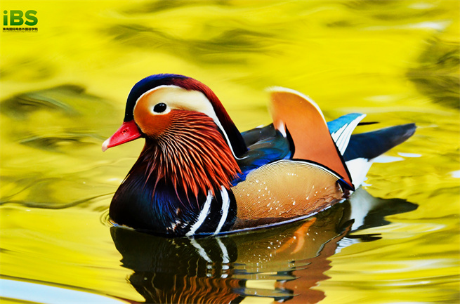 the mandarin duck is a medium-size perching duck, closely