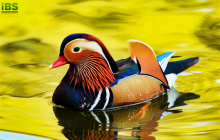 “鸳鸯”英文怎么说？你知道鸳鸯的英文名是什么吗？