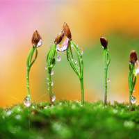 关于植树节的英文表达，植树节用英语怎么表达？