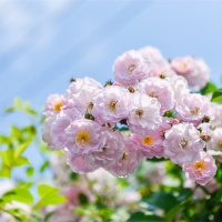 四月的春天，“倒春寒”用英语怎么说？