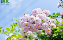 四月的春天，“倒春寒”用英语怎么说？