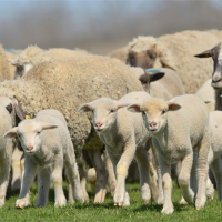 “薅羊毛”、“割韭菜”用英文怎么说？