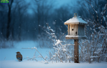 进入冬季，“立冬”英文怎么说呢？